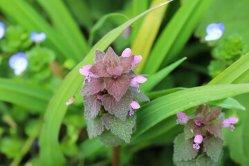 早春の野原に咲くヒメオドリコソウのピンクの花