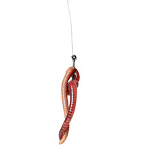 Fishing hook with worm on white background
