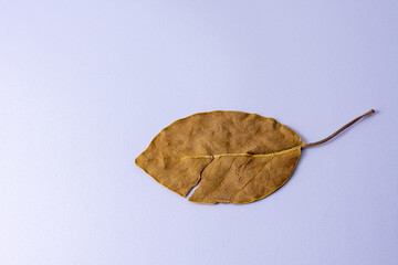 Close up of autumn dried leaf