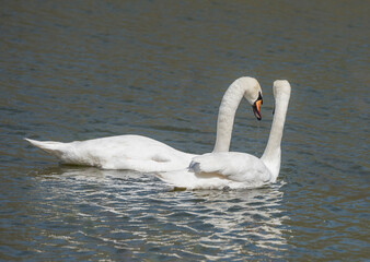 Couple in love swans