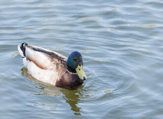 Handsome male duck - drake