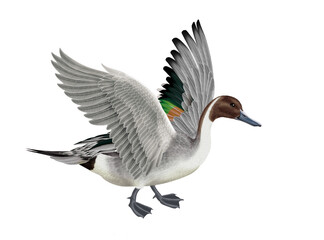 canard, pilet, anas aile, vol, mâle, migration,   , isolé, nature, voyage, bec, eau, sauvage, blanc, oiseau aquatique, faune, bec, , étang, nage, oiseau,  brun, nager, aquatique,  fleuve