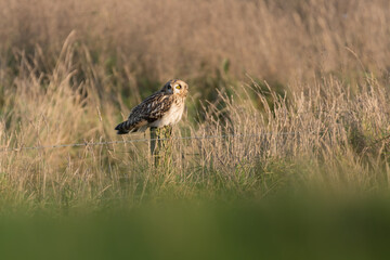 Short-eared owl sitting around a pole, photographed during the sunset, The Netherlands.