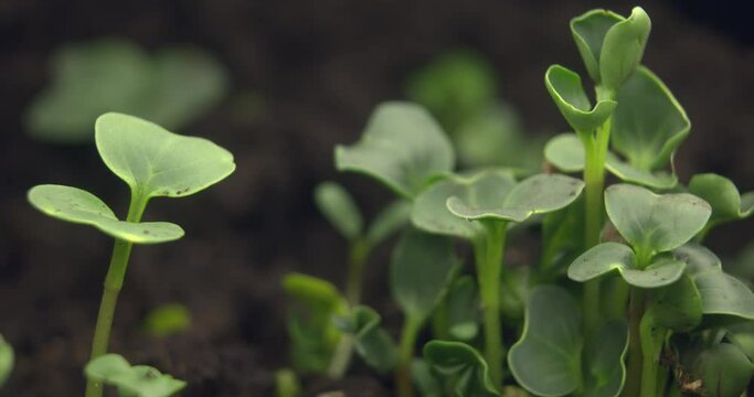 Growing plants in Spring Timelapse, Sprouts Germination newborn Pea plant in greenhouse agriculture. Growing microgreens for diet at home.