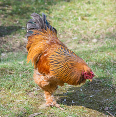 Multicolored cock rare breed of Brama the poultry yard