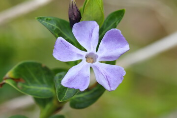 早春の野原に咲くツルニチニチソウの薄紫色の花