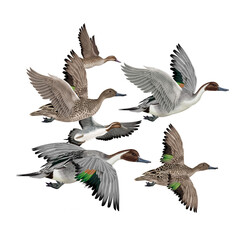 canard, pilet, anas aile, vol, mâle, migration,   , isolé, nature, voyage, bec, oie, eau, sauvage, faune, blanc, brun, oiseau aquatique,   lac