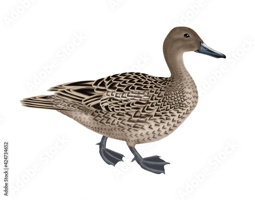 Canard Pilet Anas Aile Vol Male Migration Isole Nature Voyage Bec Oie Eau Sauvage Faune Blanc Brun Oiseau Aquatique Lac Wall Mural Behzadillustration Canard Pilet Anas Aile Vol Male Migration Isole Nature Voyage Bec Oie Eau Sauvage Faune Blanc Brun Oiseau Aquatique Lac Wall Mural Behzadillustration
