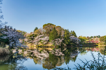 Fototapeta na wymiar 県立三ツ池公園の桜景色【日本さくら名所100選】