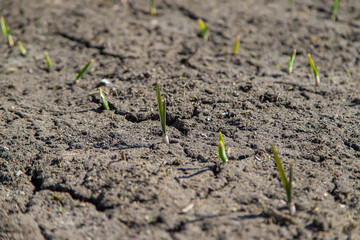 Cracked, scorched earth after drought. selective focus