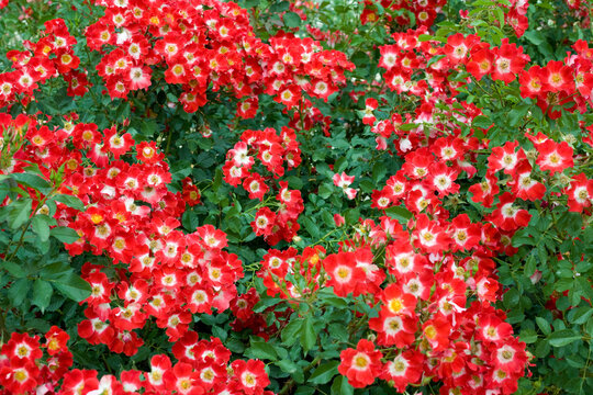 Red roses