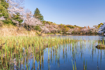 県立三ツ池公園の桜景色【日本さくら名所100選】