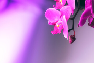 Fototapeta na wymiar Beautiful fresh orchid flower close up copy space. Floral background.