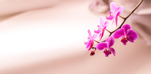 Beautiful fresh pink orchid flower close up copy space. Floral background.