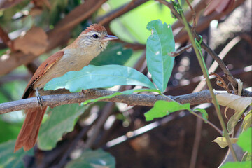 Rusty-backed Spinetail (Cranioleuca vulpina) perched on a branch in western Bahia (São Desidério)