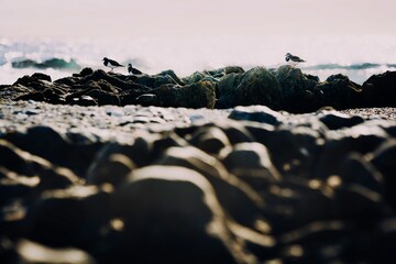 Group of Steenloper Ruddy Turnstone take shelter in the rocks during a windstorm