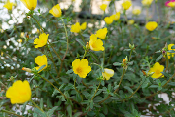 yellow flowers in the garden