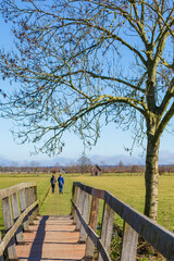 Rural Dutch scene with tree and bridge