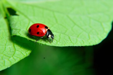 ladybug on leaf revealing nature and insect world. biological pesticide that controls pests.