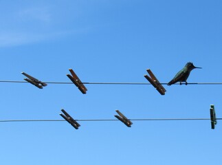 little bird on clothesline