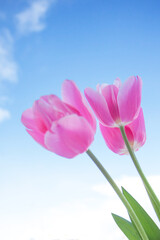 Pink tulip on the blue sky background. Spring flower. Mothers day, Valentines Day, Birthday concept