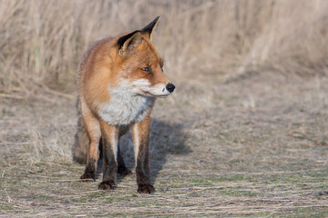 A beautiful old red fox with scars on its nose, photographed in the dunes of the Netherlands.