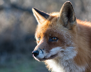 A close up of a beautiful old red fox with scars on its nose, photographed in the dunes of the Netherlands.