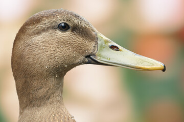 Portrait of a mallard wild duck