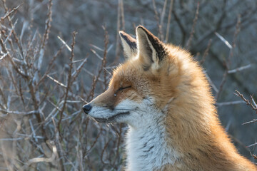 A close up of a cute red fox in the dunes of the Netherlands.