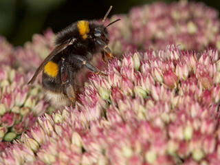 Bumble bee on a flower against black background