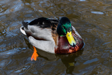 duck in water