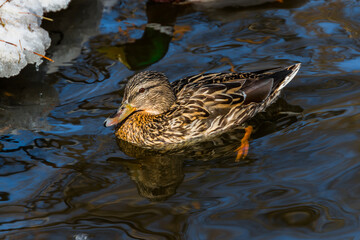 duck in the pond