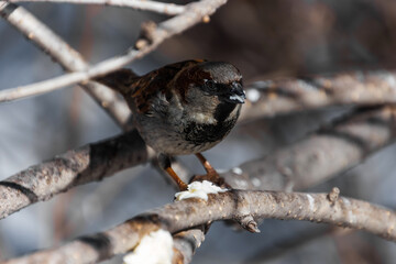 sparrow on a branch