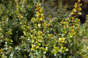 Myrsine africana or cape myrtle plant