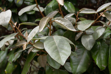 Elaeagnus ebbingei shoots with silvery leaves