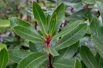 Arbutus unedo or strawberry tree serrated margin leaves