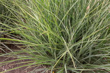 Miscanthus sinensis variegatus multicolored leaves
