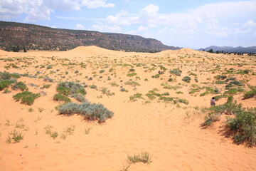 Fototapeta na wymiar Coral Pink Sand Dunes State Park in Utah, USA