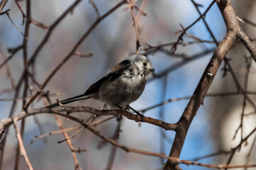 Obraz premium sparrow on a branch