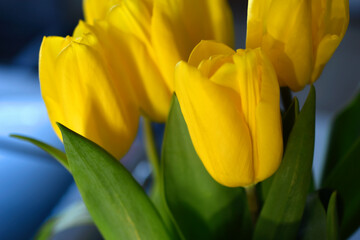 Obraz premium Yellow tulip flowers close-up in the office
