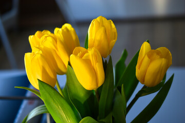 Yellow tulip flowers close-up in the office