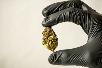 Professional carry in black glove, legal, dry cannabis cbd marijuana for health and private use in the isolated bright studio.