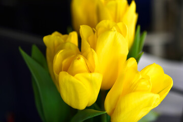 Obraz premium Yellow tulip flowers close-up in the office
