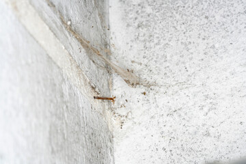 Moldy stone wall through damp walls structure photographed in daylight