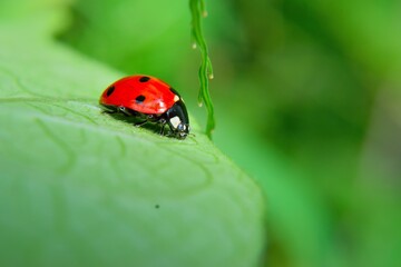 Fototapeta na wymiar ladybug on leaf revealing nature and insect world. biological pesticide that controls pests.