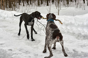 Two dogs play with a tree branch on a winter forest road