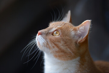 Beautiful portrait of a ginger cat