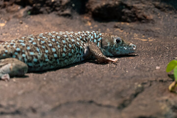 Jayakar's Lizard close up (Omanosaura jayakari)a green middle eastern lizard sitting in the rocks at night.