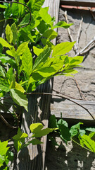 fresh spring wisteria leaves on trellis