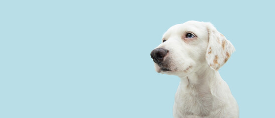 Profile cute pet looking aways with serious expression. Isolated on blue pastel background